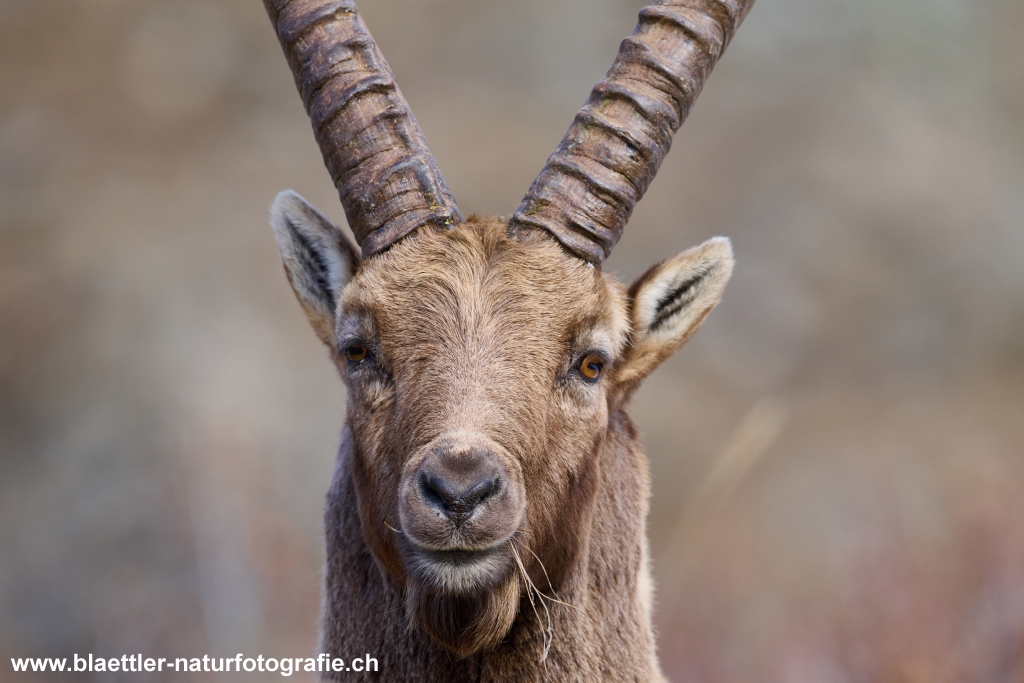 Steinbock (Capra ibex)